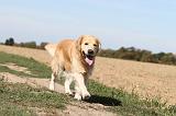 GOLDEN RETRIEVER 124